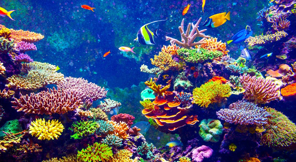 How does overfishing threaten coral reefs?